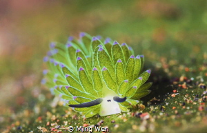 Very cute creature，like a small sheep，resting on the grass. by Ming Wen 